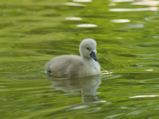 Cygnet