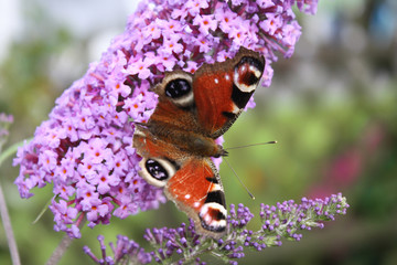 beautiful butterfly ©