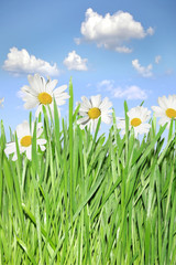 Green grass and camomiles on the background of the blue sky.