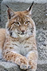 Naklejka premium Lynx