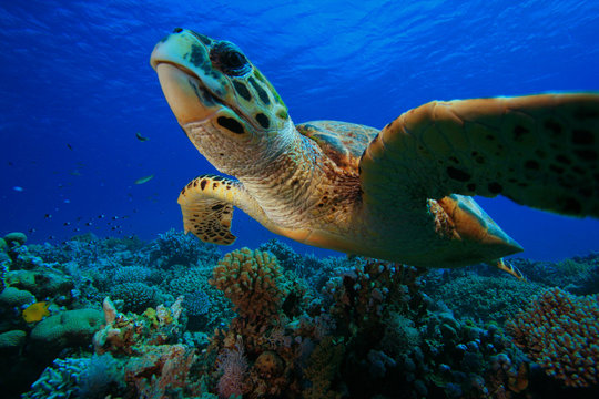 Hawksbill Turtle (Eretmochelys Imbricata)