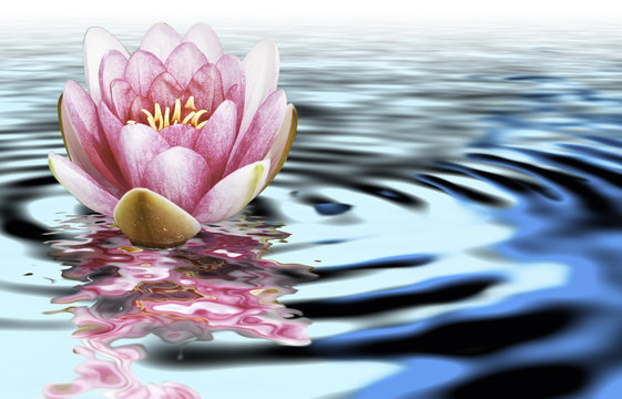 Flor de loto