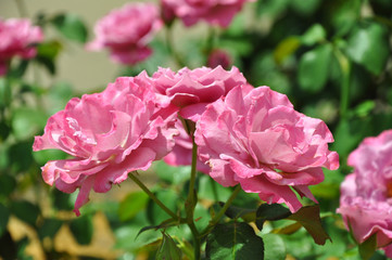 Pink roses close up