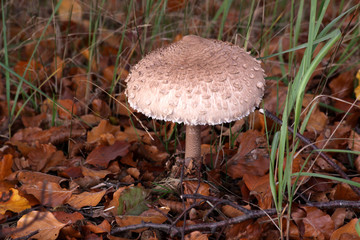 Parasol
