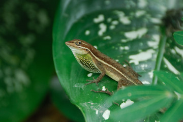 Anolis auratus - (Polychrotidae sauria)