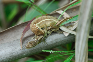 Anolis auratus - (Polychrotidae sauria)
