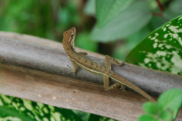 Anolis auratus - (Polychrotidae sauria)