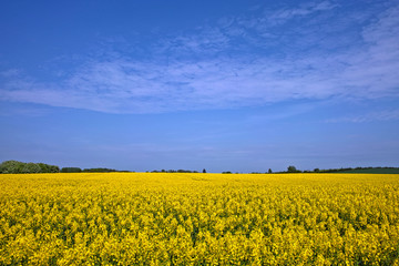 Obraz premium Golden Canola Field