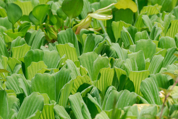 Lattuga acquatica - (Pistia stratiotes)