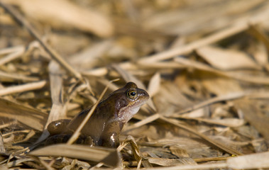 Toad