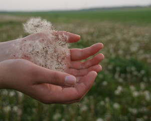 mleczyk na rękach © Tomasz Sergej