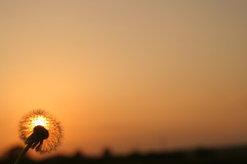sow-thistle © Tomasz Sergej