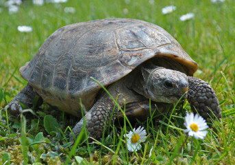 Landschildkröte auf Wiese