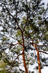 Nadelbäume, Südkorea