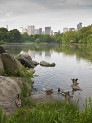 lake with mallard ducks