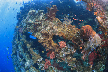 Liberty ship off the coast of Bali now an artifical coral reef