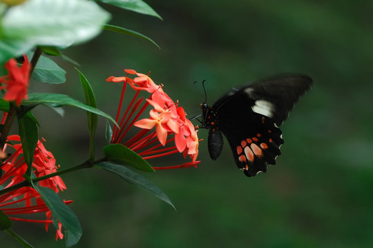 Parides iphidamas - (Iphidamas Cattleheart)