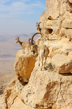 Mountain goats in the Makhtesh Ramon