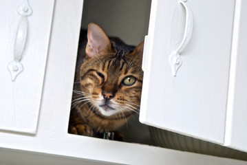 cat peeking out of cabinet - Powered by Adobe