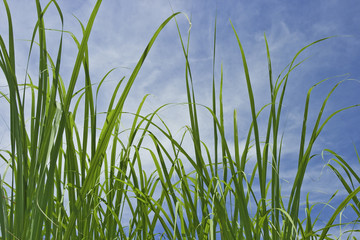 Obraz premium plant and sky4