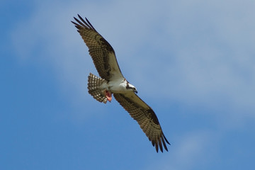 Soaring Osprey