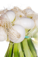 oignons blancs sur fond blanc