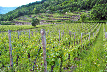 Fototapeta na wymiar chardonnay winogron winorośli