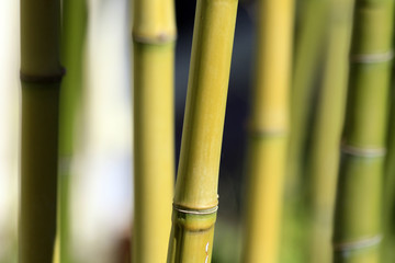 pousses de bambous
