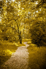 Golden colorized Garden path , emotional landscape