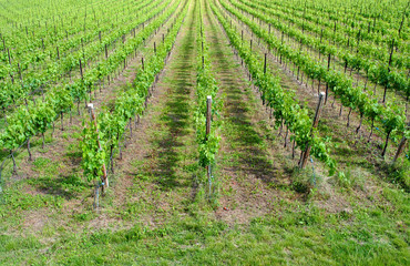 Fototapeta na wymiar chardonnay grape vines