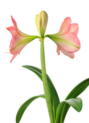 Obraz premium blooming amaryllis