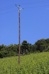 Obraz premium poteau et vigne corse