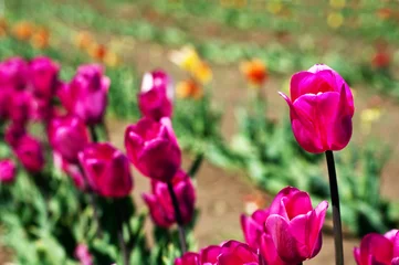 Poster de jardin Tulipe Single pink tulip in field of other