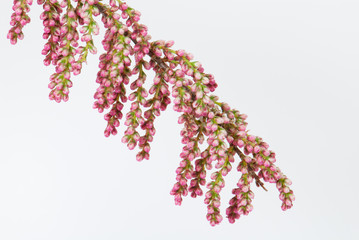 Französische Tamariske, Zweig mit Blüten (Freisteller)