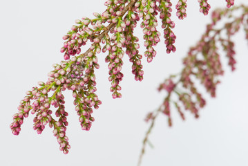 Französische Tamariske, Zweig mit Blüten (Freisteller)
