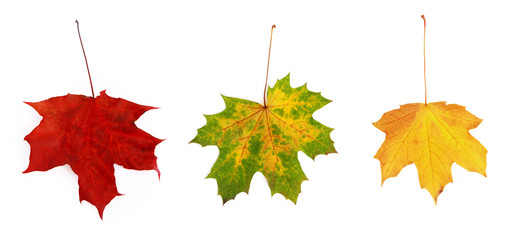 awesome colors of dry maple leaves in Autumn