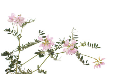 Obraz na płótnie Canvas wildflowers isolated on white background