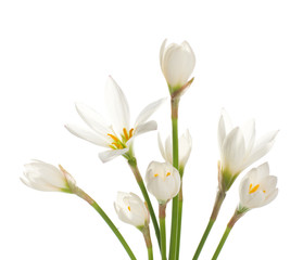 a fragment of white lilies ' bunch on a white background. zephy