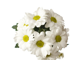 Fototapeta na wymiar daisy flowers isolated on white background