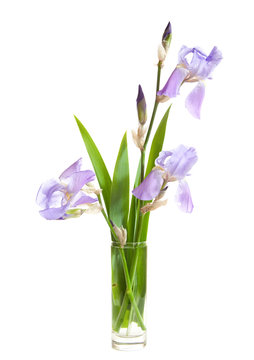 bouquet of  Iris  in a vase  isolated on a white background.
