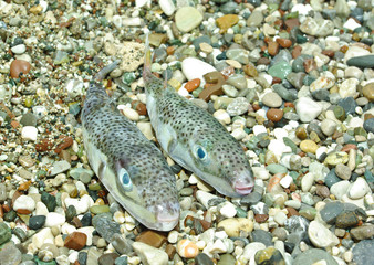 Fugu fish (Puffer fish) on pebble