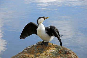 Little Pied Cormorant