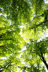 Fototapeta premium Forest
