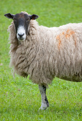 farm yard sheep