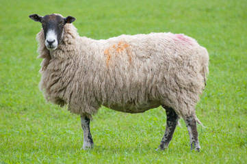 sheep with grass background