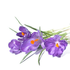 crocus bouquet isolated on white