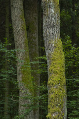 Three old oak trees partly moss covered