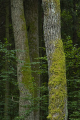 Fototapeta premium Three old oak trees partly moss covered