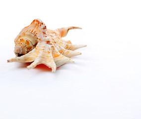 seashell isolated on white background..