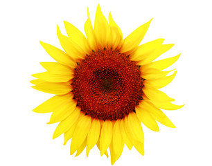 Fototapeta premium ひまわり